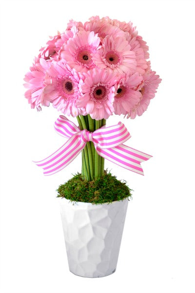 Sweet Daisies