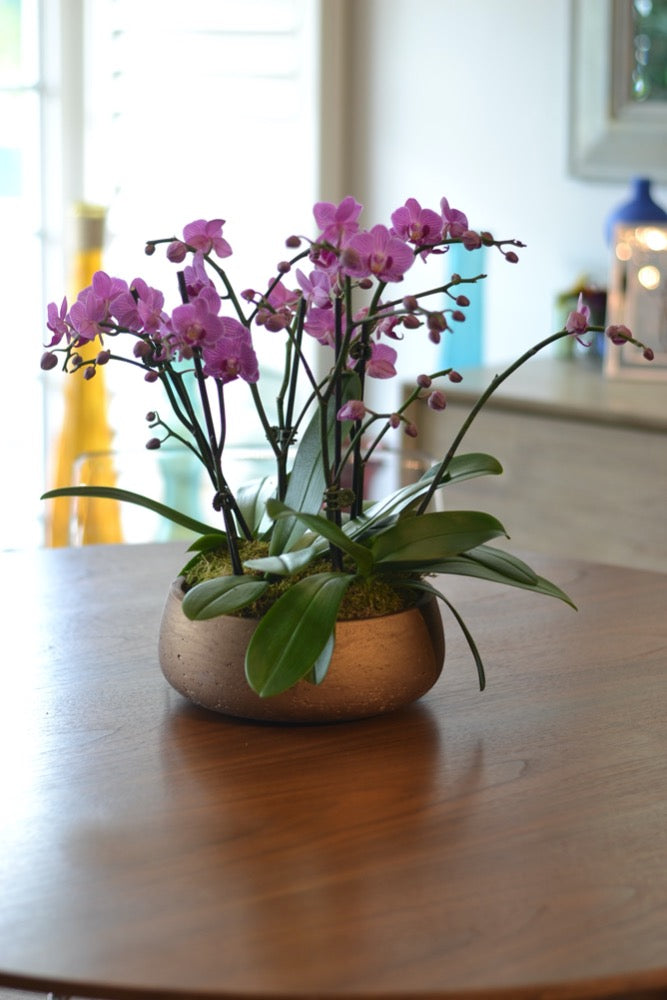 Orchid Burst