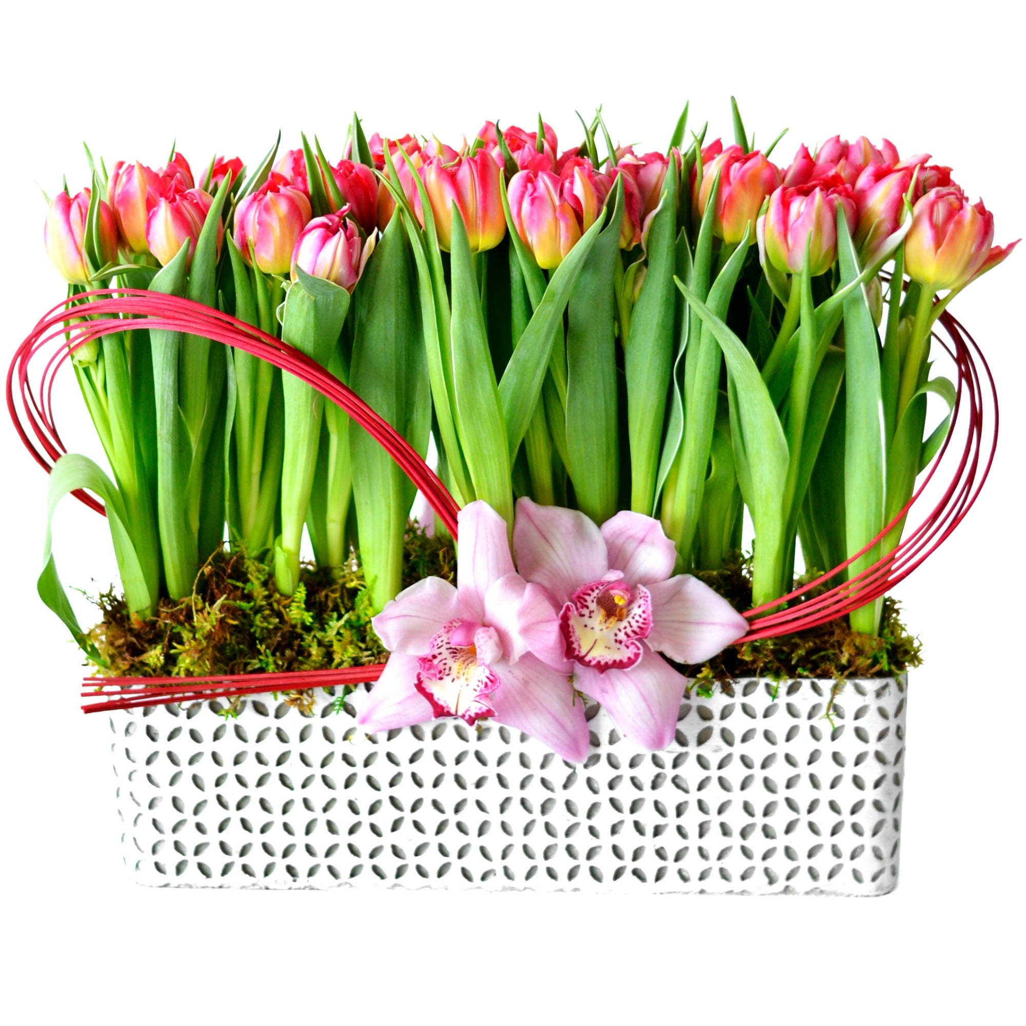 Amsterdam Tulips