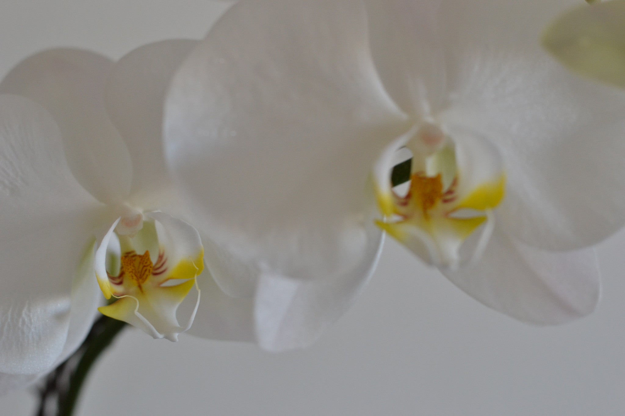 Skye Orchid